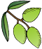 Elaioladon olive logo
