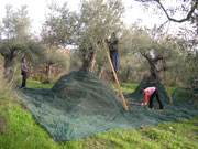 workers spreading nets under an olive tree at harvest time