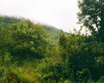 lush vegetation in Tellicherry, India