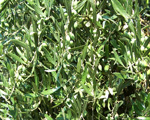 green olives on an olive tree in the midday summer sun