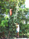 workers picking pepper from a pepper vine