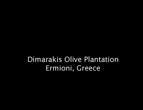 The Dimarakis olive plantation